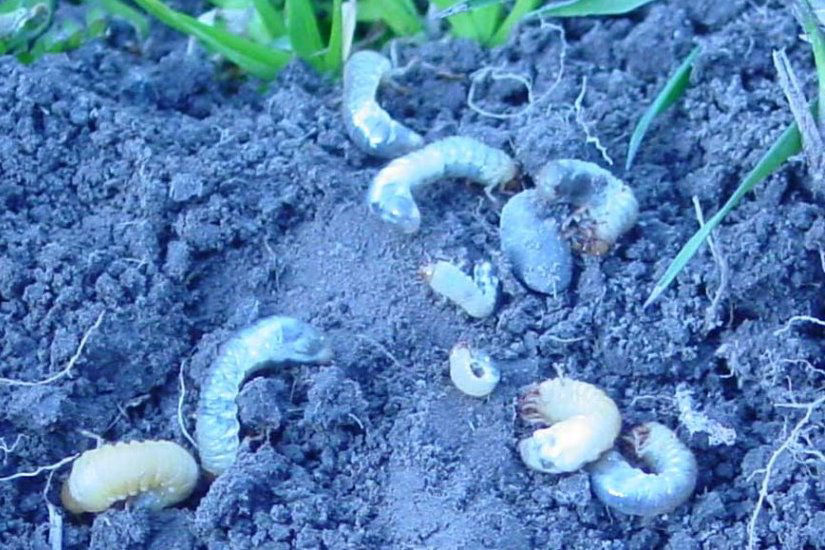 Grass Grub Larvae